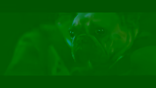 LeShuttle LeShuttle Pet travel Ad Commercial Brand Imagery Photoshoot 2