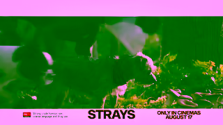 Universal Pictures Strays August 17 Ad Commercial Brand Imagery Photoshoot 0