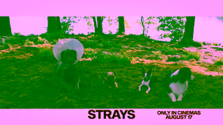 Universal Pictures Strays August 17 Ad Commercial Brand Imagery Photoshoot 2