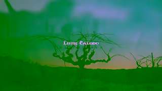 LINNE CALODO WINE VISIT LINNE CALODO ARE YOU EXPERIENCED Ad Commercial Brand Imagery Photoshoot 0