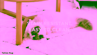 Miss Amara Best Rugs That Are Pet Friendly Ad Commercial Brand Imagery Photoshoot 0