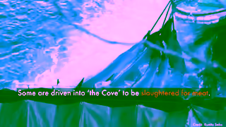 World Animal Protection From the Taiji cove to captivity a dolphins heartbreaking journey Ad Commercial Brand Imagery Photoshoot 1