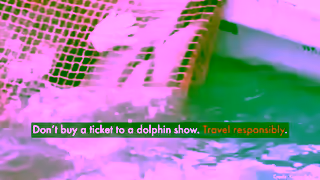 World Animal Protection From the Taiji cove to captivity a dolphins heartbreaking journey Ad Commercial Brand Imagery Photoshoot 2