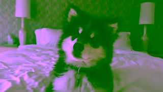 Healthy Paws Insurance Healthy Paws Pet Insurance Pets Will Need Vets Ad Commercial Brand Imagery Photoshoot 0