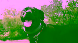 Halo Collar Halo Roger Video Test One 16x9 v1 Ad Commercial Brand Imagery Photoshoot 1