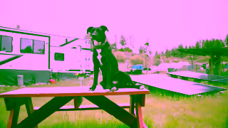 Halo Collar Halo Roger Video Test One 16x9 v1 Ad Commercial Brand Imagery Photoshoot 2