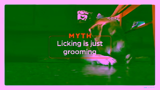 Zoetis AU The source of comfort for your dogs skin Zoetis Pets Dog 6sec MYTH Licking Ad Commercial Brand Imagery Photoshoot 0