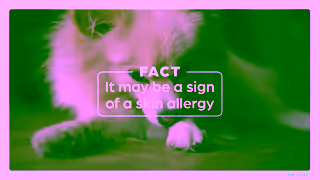 Zoetis AU The source of comfort for your dogs skin Zoetis Pets Dog 6sec MYTH Licking Ad Commercial Brand Imagery Photoshoot 1