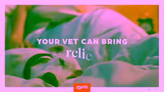 Zoetis AU The source of comfort for your dogs skin Zoetis Pets Dog 6sec MYTH Licking Ad Commercial Brand Imagery Photoshoot 2