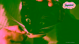 Temptations TEMPTATIONS Creamy Spoons Teenage Cat Ad Commercial Brand Imagery Photoshoot 2