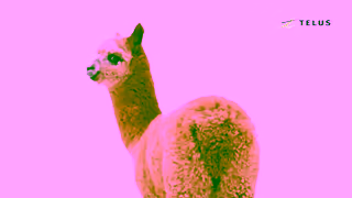 TELUS TELUS Doing good never felt so fluffy Ad Commercial Brand Imagery Photoshoot 2