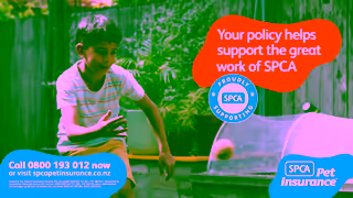 SPCA SPCA Pet Insurance Puppy Training TV Ad 30sec Ad Commercial Brand Imagery Photoshoot 1