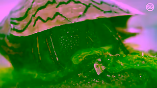 Visit Singapore Tour the Wild Side Sightseeing Made in Singapore Ad Commercial Brand Imagery Photoshoot 1