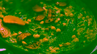 Pataks Jamie Olivers Pataks Pumpkin and Chickpea Korma Ad Commercial Brand Imagery Photoshoot 1