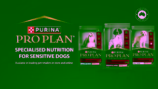 Purina Watch Honeys Story PRO PLAN Sensitive Skin Stomach Dog Food Ad Commercial Brand Imagery Photoshoot 2