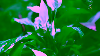 FIJI Water Video Ad Ad Commercial Brand Imagery Photoshoot 1