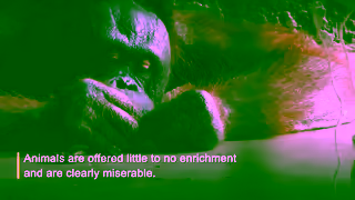 PETA Two Great Apes Languishing in Barren Concrete Cages at a Thai Department Store Zoo Ad Commercial Brand Imagery Photoshoot 0