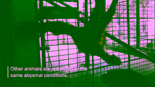 PETA Two Great Apes Languishing in Barren Concrete Cages at a Thai Department Store Zoo Ad Commercial Brand Imagery Photoshoot 1