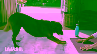 IAMS IAMS Equity Workout Buddy 06 Ad Commercial Brand Imagery Photoshoot 0