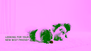 Royal Canin Puppy Adoption Essentials Ad Commercial Brand Imagery Photoshoot 0