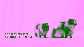 Royal Canin Puppy Adoption Essentials Ad Commercial Brand Imagery Photoshoot 1