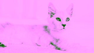 Royal Canin Neutering What to feed my kitten Ad Commercial Brand Imagery Photoshoot 0