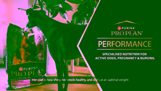 Purina Watch Sophies Story PRO PLAN Performance High Protein Dog Food Ad Commercial Brand Imagery Photoshoot 1