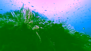 Greenpeace Stop Woodside From Threatening Turtles Homes Ad Commercial Brand Imagery Photoshoot 2