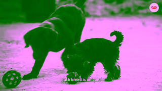 Royal Canin Looking to Adopt a Puppy Ad Commercial Brand Imagery Photoshoot 0