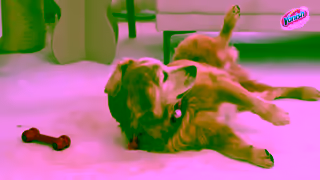 Vanish Vanish Gold Carpet Deep Cleaning Foam Suitable For Homes With Pets Ad Commercial Brand Imagery Photoshoot 0