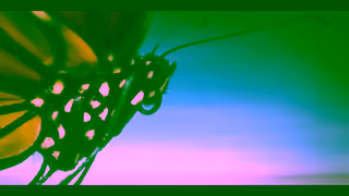 National Geographic A Real Bugs Life Streaming Jan 15 V1 National Geographic Ad Commercial Brand Imagery Photoshoot 1