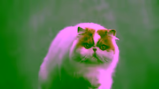 Optimum Pet OPTIMUM Lucky You Do 2022 Furball Ad Commercial Brand Imagery Photoshoot 1