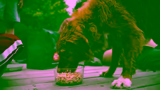 The Farmer's Dog Benefits Mobility 30 16X9 Ad Commercial Brand Imagery Photoshoot 2