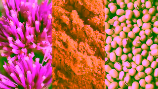 Vegamour Save Up To 65 On Your Order This July 4th Ad Commercial Brand Imagery Photoshoot 1