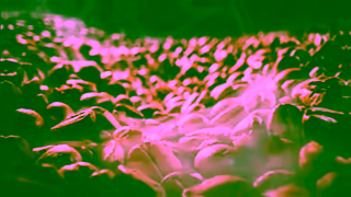 LivePURE LivePURE PURECAF Coffee Infused with Cordyceps Ad Commercial Brand Imagery Photoshoot 1