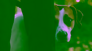Bettersea Dogs and Cats Teaser The Bond Follow Their Journey 16x9 Ad Commercial Brand Imagery Photoshoot 0
