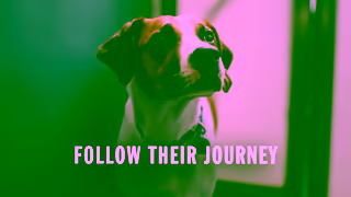 Bettersea Dogs and Cats Teaser The Bond Follow Their Journey 16x9 Ad Commercial Brand Imagery Photoshoot 2