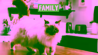 Lily's Kitchen Whats the secret to being the best pet parent Ad Commercial Brand Imagery Photoshoot 1