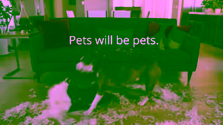 Healthy Paws Insurance Healthy Paws Pet Insurance Pets Will be Pets Ad Commercial Brand Imagery Photoshoot 0