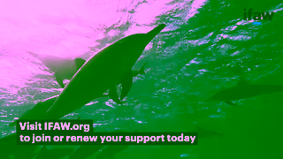 IFAW Rescue Rehabilitate Release Support IFAW Ad Commercial Brand Imagery Photoshoot 2