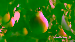 Harry & David Harry David Royal Riviera Pears Ad Commercial Brand Imagery Photoshoot 0