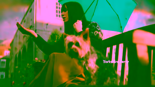 HARRINGTONS Harringtons TV Advert 2024 Yorkshire Terry Ad Commercial Brand Imagery Photoshoot 0