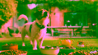 HARRINGTONS Harringtons TV Advert 2024 Yorkshire Terry Ad Commercial Brand Imagery Photoshoot 1