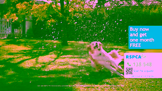 RSPCA RSPCA Pet Insurance Sprinkler TVC 60 secs Ad Commercial Brand Imagery Photoshoot 1