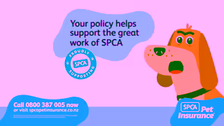 SPCA Sting Like A Bee 30s Ad Commercial Brand Imagery Photoshoot 1