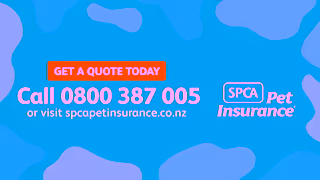 SPCA Sting Like A Bee 30s Ad Commercial Brand Imagery Photoshoot 2