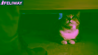 FELIWAY 2024 FELIWAY Hiding 6s Ad Commercial Brand Imagery Photoshoot 0