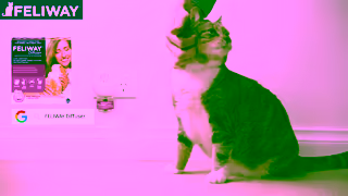 FELIWAY 2024 FELIWAY Hiding 6s Ad Commercial Brand Imagery Photoshoot 2