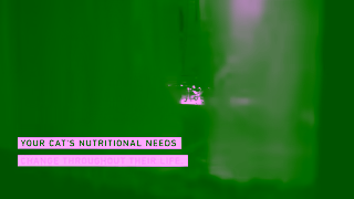 Royal Canin ROYAL CANIN INCREDIBLY UNIQUE CATS Ad Commercial Brand Imagery Photoshoot 0