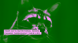 Royal Canin ROYAL CANIN INCREDIBLY UNIQUE CATS Ad Commercial Brand Imagery Photoshoot 1